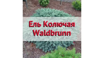Ель колючая `Глаука Вальдбрунн`, Picea pungens `Glauca Waldbrunn` | СадПарад