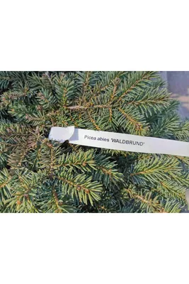 Ель колючая Вальдбрун (Picea pungens Waldbrunn) 13 см (ID#1475419269),  цена: 70 ₴, купить на Prom.ua