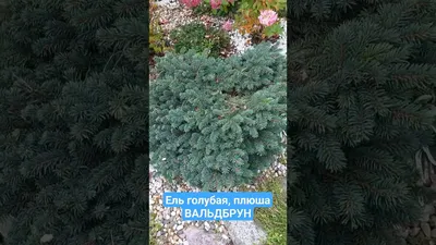 Екатерининские сады\" - Ель Ховелс Дварф/Тайгертеил (Picea bicolor 'Howell's  Dwarf / Tigertail)