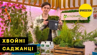 Ель Вильсона \"Picea Wilsonii\" (горшок P9) купить почтой в Одессе, Киеве,  Украине | Agro-Market