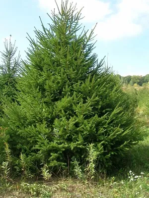 Купить Саженцы Ели сербской (Picea omorika) Р9 оптом/розница
