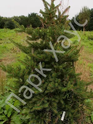 Ель Вильсона (Picea Wilsonii) 17-23 См — Купить на BIGL.UA ᐉ Удобная  Доставка (1475433076)