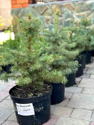Саженцы Ели восточной (Picea orientalis) Р9 заказать по почте в питомнике  DREVO •1862842421
