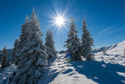 Снег Ель Зима - Бесплатное фото на Pixabay - Pixabay