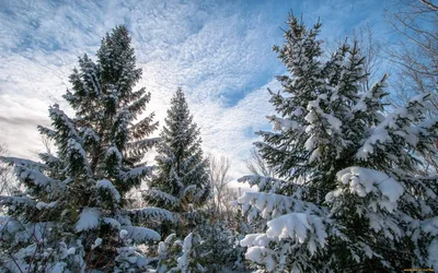 Фотография Австрия Dienten Ель Зима гора солнца Природа Снег