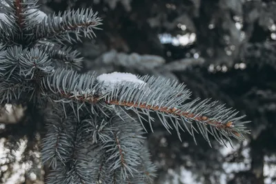 картинки : пейзаж, природа, лес, филиал, снег, холодно, зима, туман, белый,  мороз, Погода, Пихта, Рождественская елка, время года, Хвойное дерево,  серый, Ель, Зимний, Замораживание, Древесное растение, Наземный завод  4000x3000 - - 811551 - красивые ...