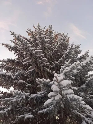 Двусторонняя декорация \"Ель. Лето-Зима\" - купить по лучшей цене.  Оперативная доставка