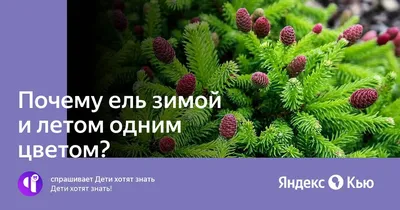 зима в Шарм Эль Шейхе - Шарм Эль Шейх зимой