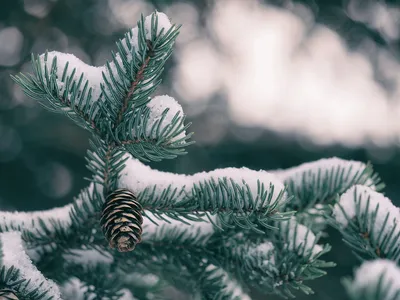 Зимой и летом одним цветом? Но это не только Ель! | 19.12.2023 | Таштагол -  БезФормата