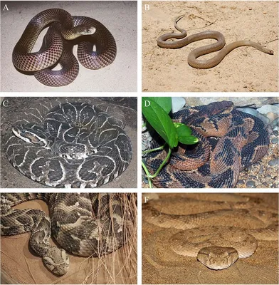 Интересные фотографии Эладьевидной змеи