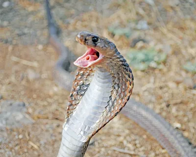 Эладьевидная змея в качестве обоев