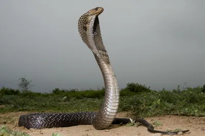 Змея Эладьевидная на фото