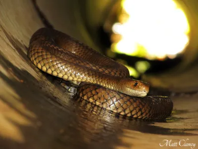 Фото, картинки и изображения Эладьевидной змеи