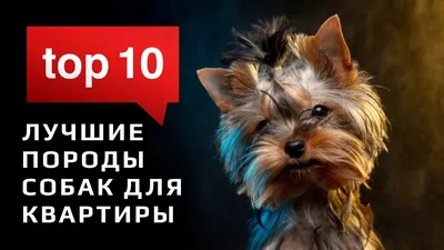 Топ-10 пород собак-долгожителей - Питомцы Mail.ru