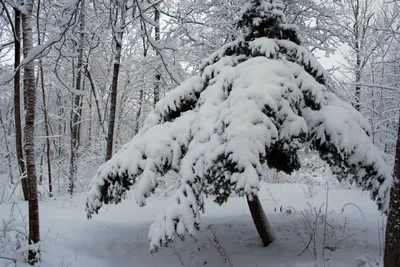 Елка под снегом фотографии