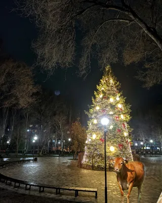 Фотографии с заснеженной елкой: великолепные картинки