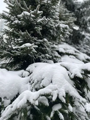 Елка в снегу фотографии