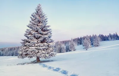 Елки в лесу зимой фото фотографии