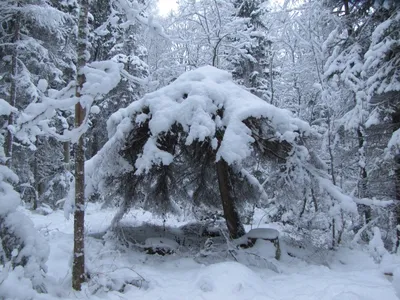 зимняя елка в лесу покрытая снегом изображение_Фото номер 480016728_JPG  Формат изображения_ru.lovepik.com