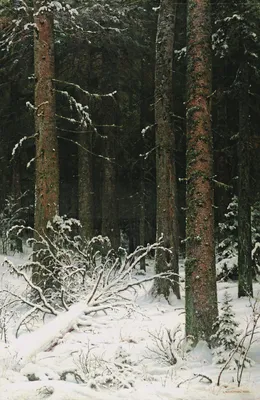 В Сибирском лесу... / Зимний лес похож на огромный дворец, где живет зима,  суровые деревья, как стражи, стоят смирно, одетые в ледяные латы, которые  им создал мороз
