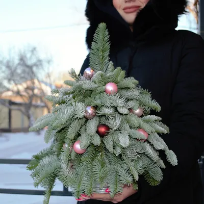 Новогодняя елочка гамма \"Красно-золотая\" - заказать доставку цветов в  Москве от Leto Flowers