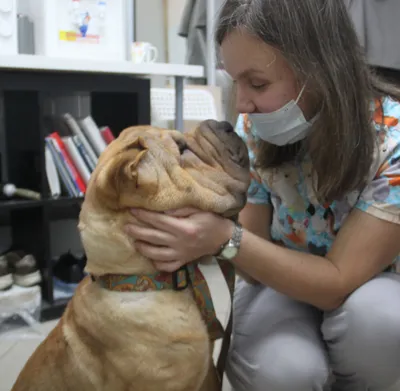 Эндометрит у собак: симптомы и лечение – от ветеринара