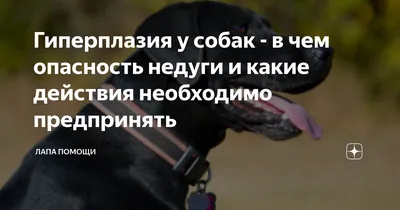Собака 11.5 лет, СД - Форум