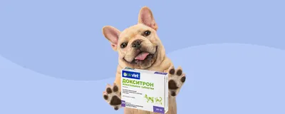 Fipromax Protisex Таблетки для кошек и собак, 10 таблеток 50 г (1502880) -  купить на Korm.com.ua