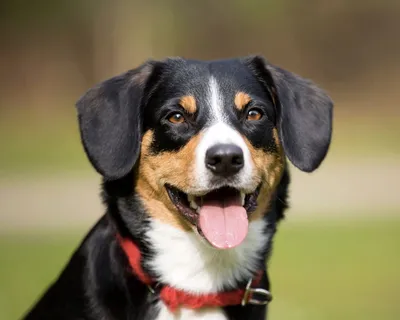Энтлебухер зенненхунд (Entlebucher Sennenhund) - это игривая, крепкая и  мускулистая порода собак. Фото, описание и отзывы.