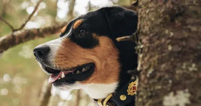 Файл:Sennenhund.jpg — Википедия