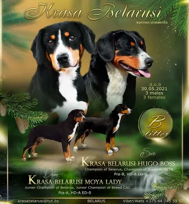 Энтлебухер зенненхунд (Entlebucher Sennenhund) - это игривая, крепкая и  мускулистая порода собак. Фото, описание и отзывы.