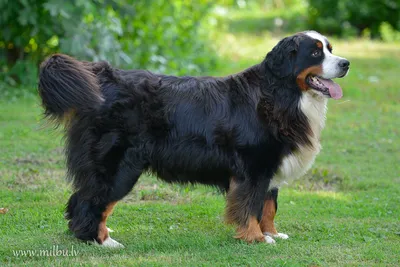 Здоровый энтлебухер/Healthy entlebucher