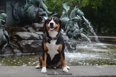 Энтлебухер зенненхунд (Entlebucher Sennenhund) - это игривая, крепкая и  мускулистая порода собак. Фото, описание и отзывы.