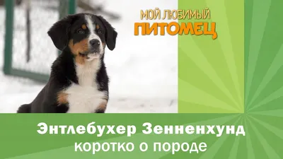 Энтлебухер зенненхунд - описание породы собак: характер, особенности  поведения, размер, отзывы и фото - Питомцы Mail.ru