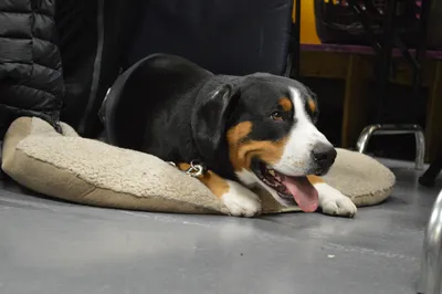 Здоровый энтлебухер/Healthy entlebucher