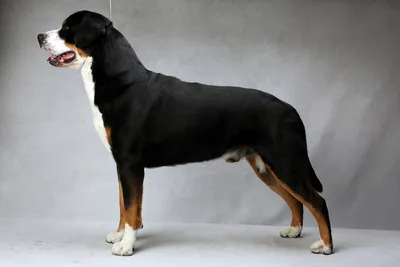 Энтлебухер зенненхунд: все 🐕 о собаке, внешность породы, характер