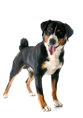 Здоровый энтлебухер/Healthy entlebucher