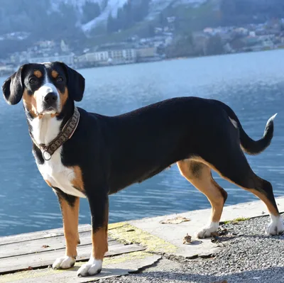 Здоровый энтлебухер/Healthy entlebucher