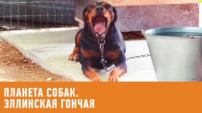 Пропала собака: Щенок энтлебухер зенненхунд, ул. Орджоникидзе, Воронеж |  Pet911.ru