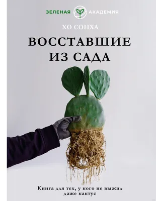 Кактусы — ОТП «Litamarket»