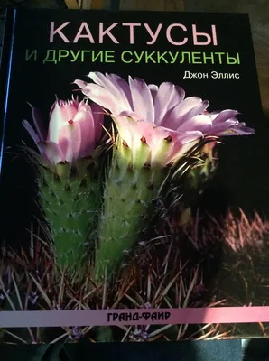Кактусовые — Википедия