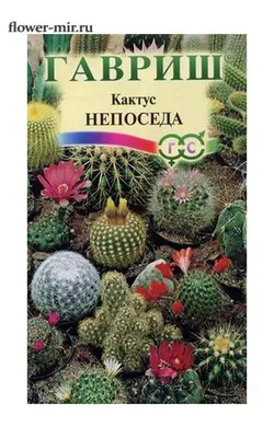 Из Питерского ботсада украли Кактус | Книга растений | Дзен