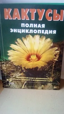 Кактус в ассортименте 🌺 купить в Киеве с доставкой - цена от Камелия