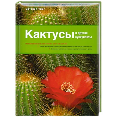 Кактус микс (Nieuwkoop Europe): Купить с доставкой в каталоге интернет  магазина Cashpo Design! Кактус микс (Nieuwkoop Europe) по выгодной цене:  отзывы, фотографии | (Кактусы в горшках)