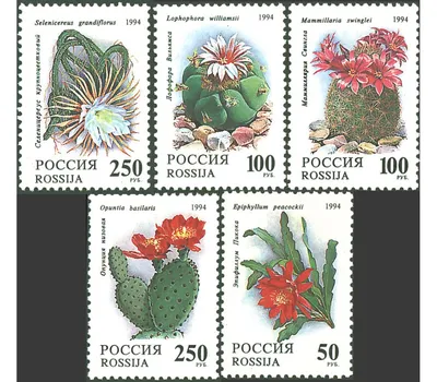 Кактусы.дома и в природе.книги и альбомы – купить в Москве, цена 350 руб.,  продано 13 ноября 2019 – Книги и журналы