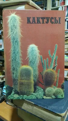 Красота цветущих кактусов. Энциклопедия. Материал для реферата | Посадка  суккулентов, Кактус растения, Кактус