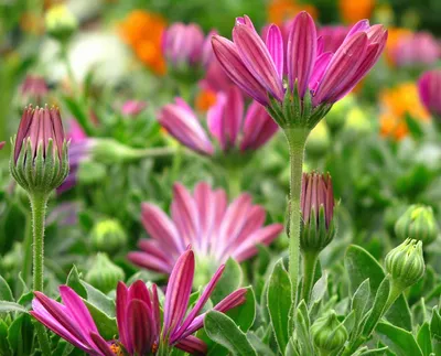 Многолетние садовые цветы для вашей клумбы | Любимые цветы
