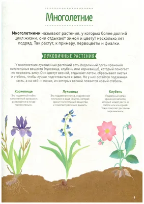 Новый каталог многолетних травянистых и древесных растений — Новость на  сайте питомника Веры Глуховой