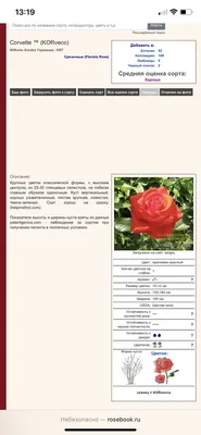 Романтическая роза Леонардо да Винчи, энциклопедия роз о сорте