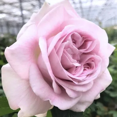 Галерея - Bienvenue (DELrochipar) :: Энциклопедия роз | Rose photos, Rose,  Flower garden